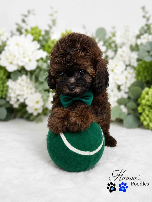 Rare  Agouti Tiny Toy and Toy Poodle Puppies media 11