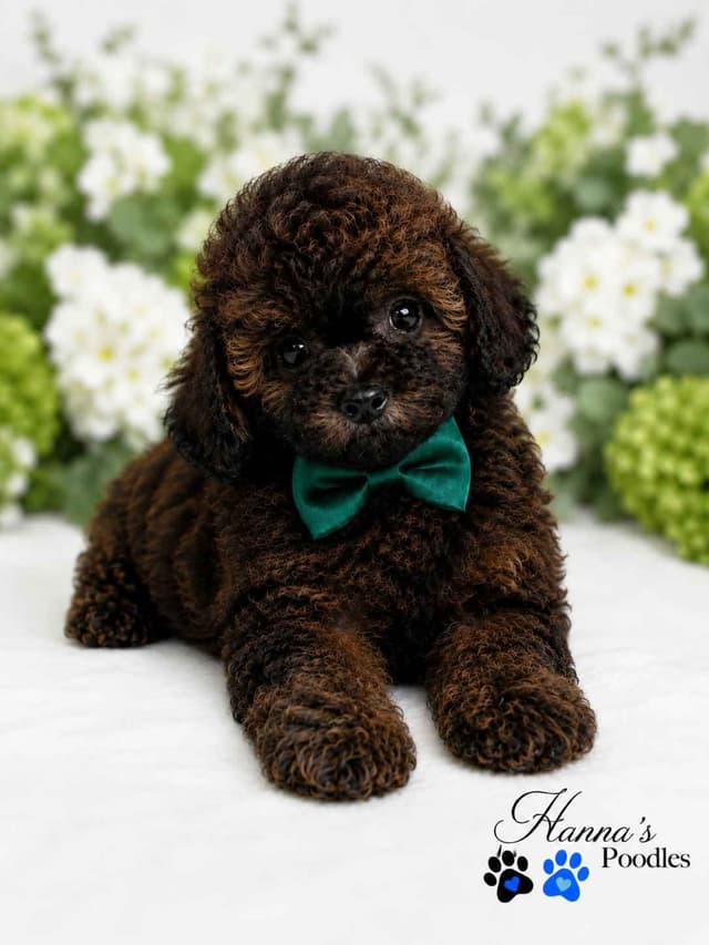 Rare  Agouti Tiny Toy and Toy Poodle Puppies media 14