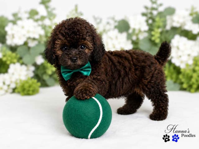 Rare  Agouti Tiny Toy and Toy Poodle Puppies media 15