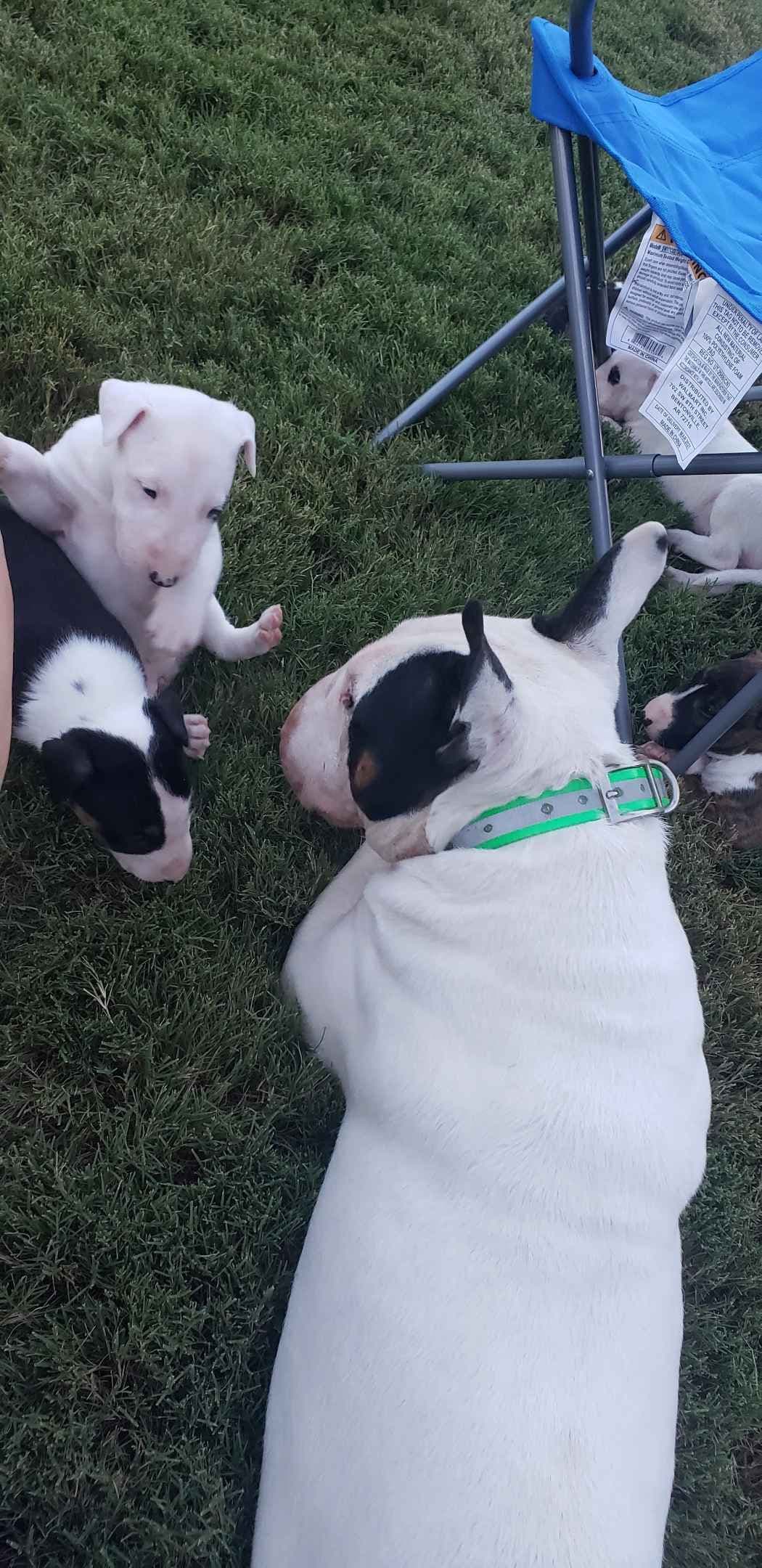 Bull Terrier Puppies breeder image 1