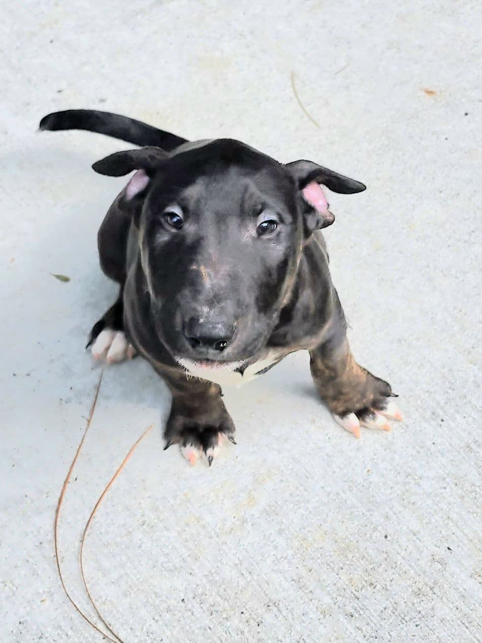 Bull Terrier Puppies breeder image 2