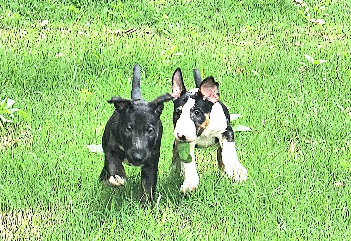 Bull Terrier Puppies breeder image 3