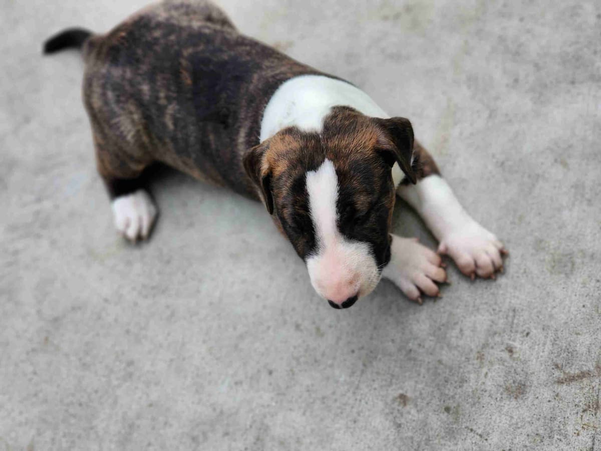 Bull Terrier Puppies breeder image 4