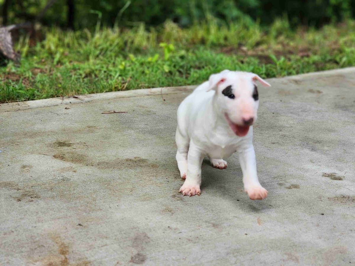 Bull Terrier Puppies breeder image 5
