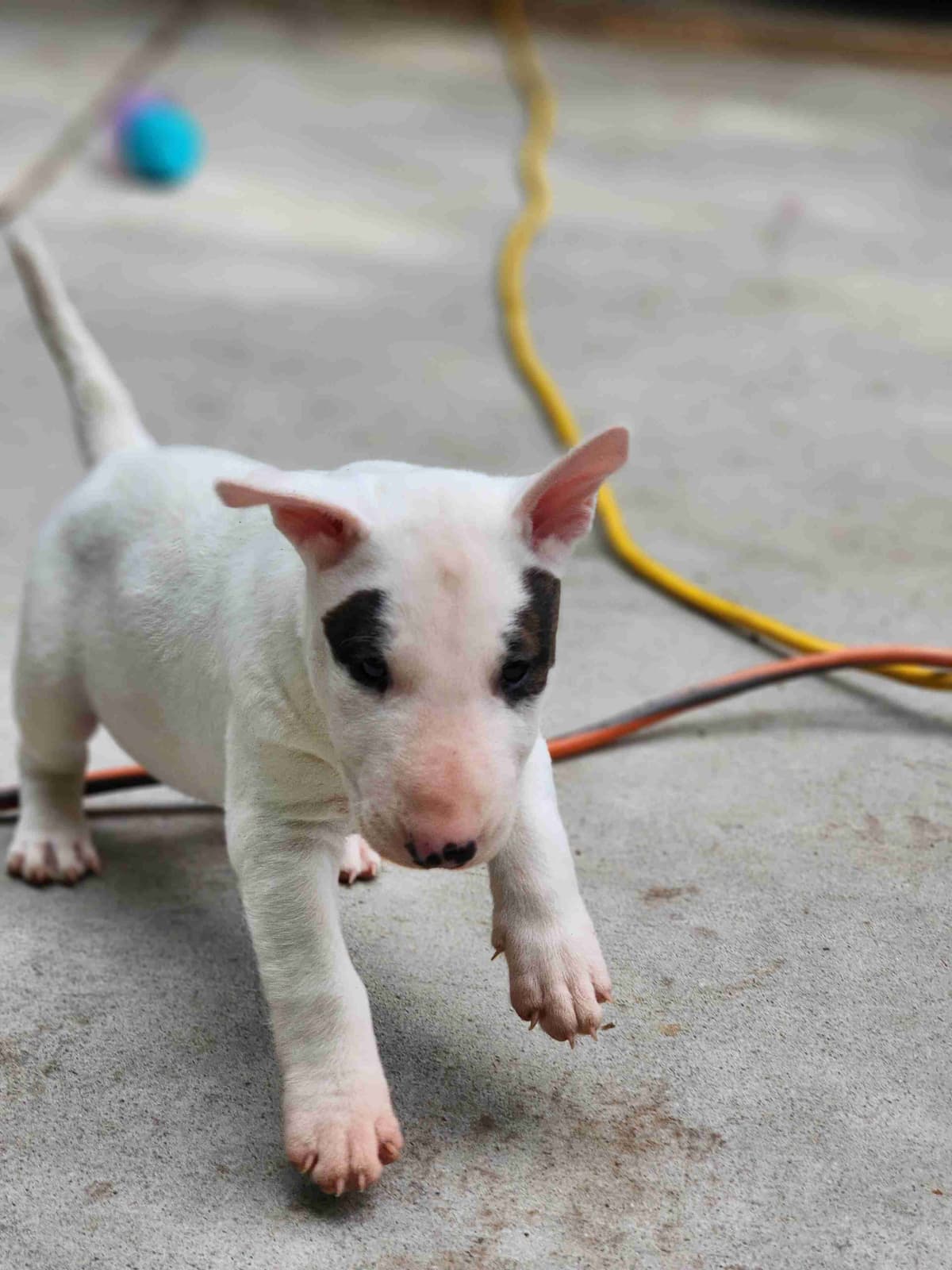 Bull Terrier Puppies breeder image 6