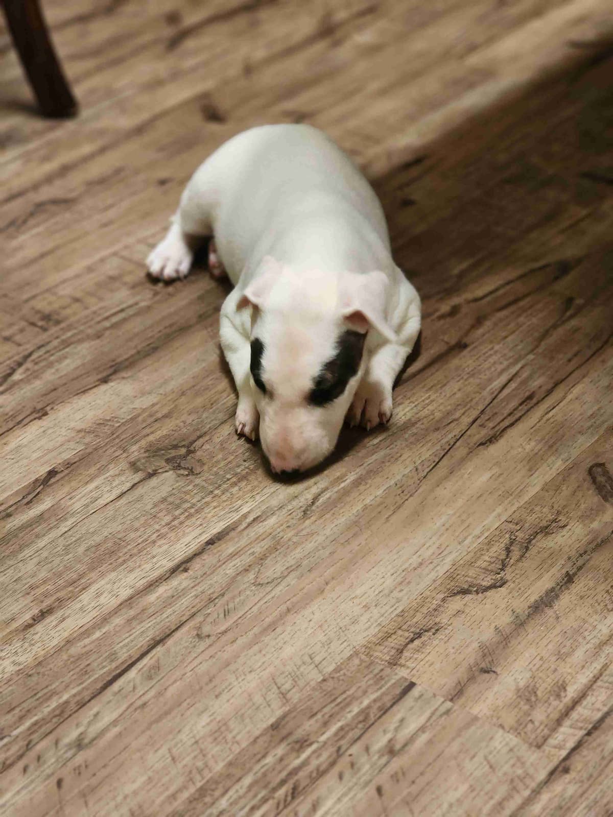 Bull Terrier Puppies breeder image 7