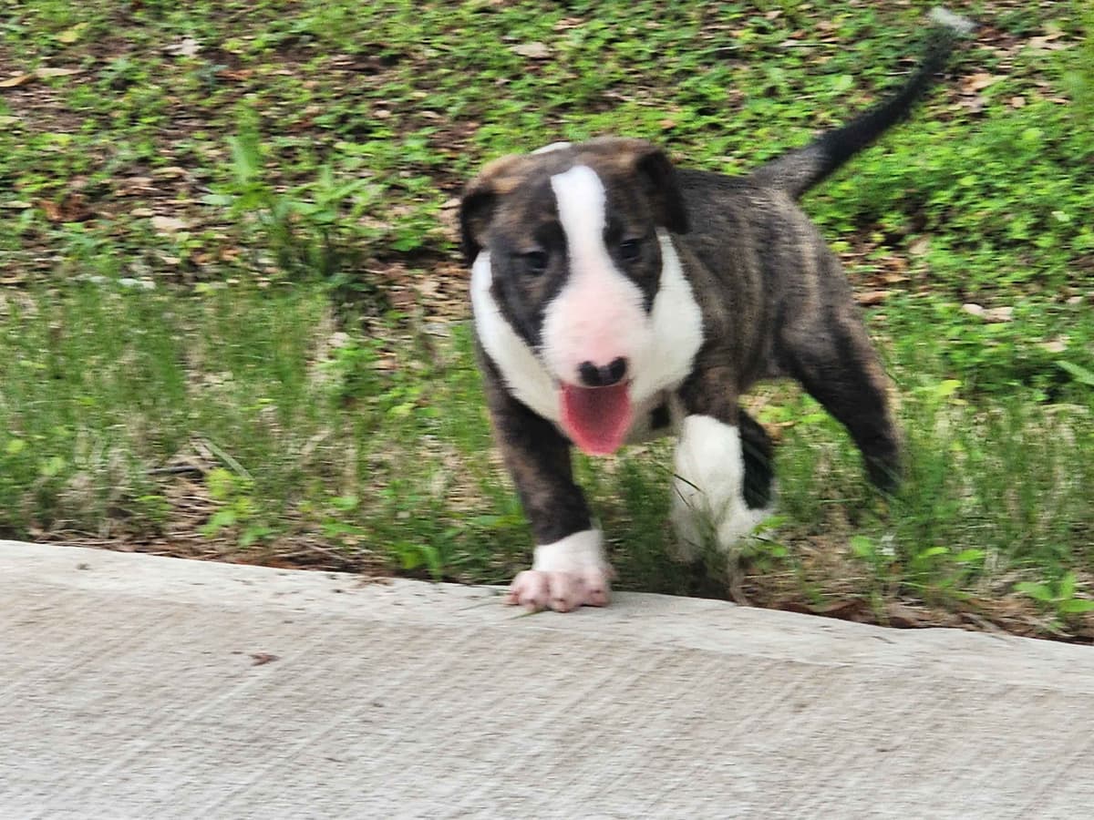 Bull Terrier Puppies breeder image 8