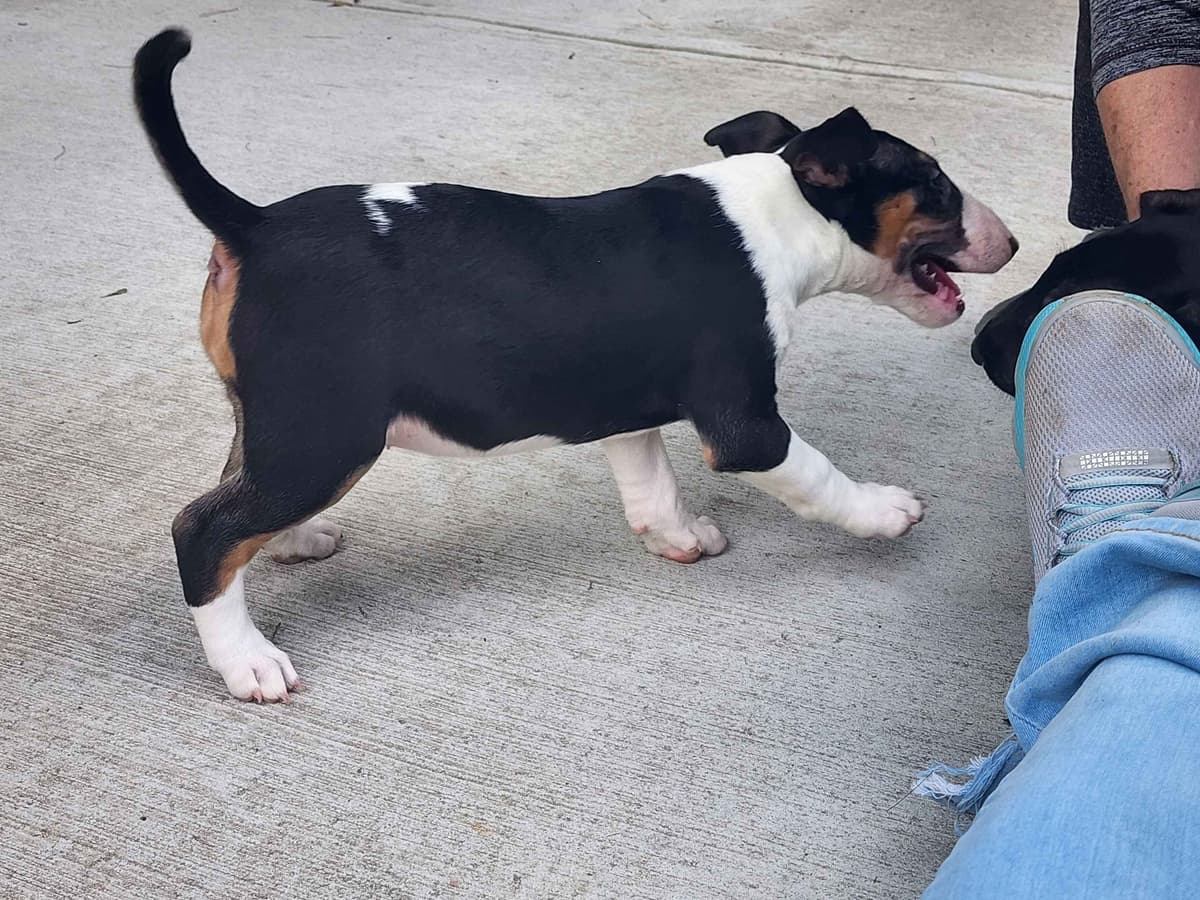 Bull Terrier Puppies breeder image 9