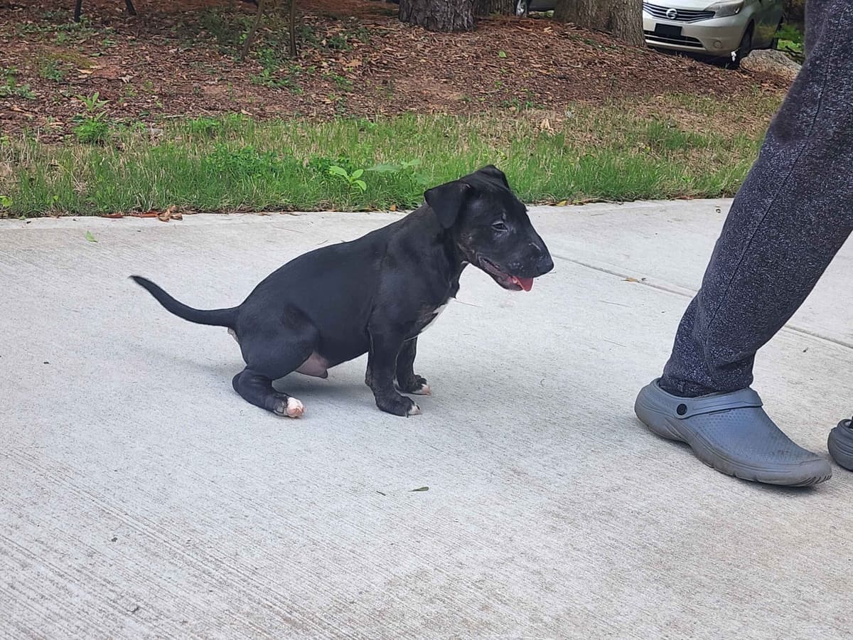 Bull Terrier Puppies breeder image 10