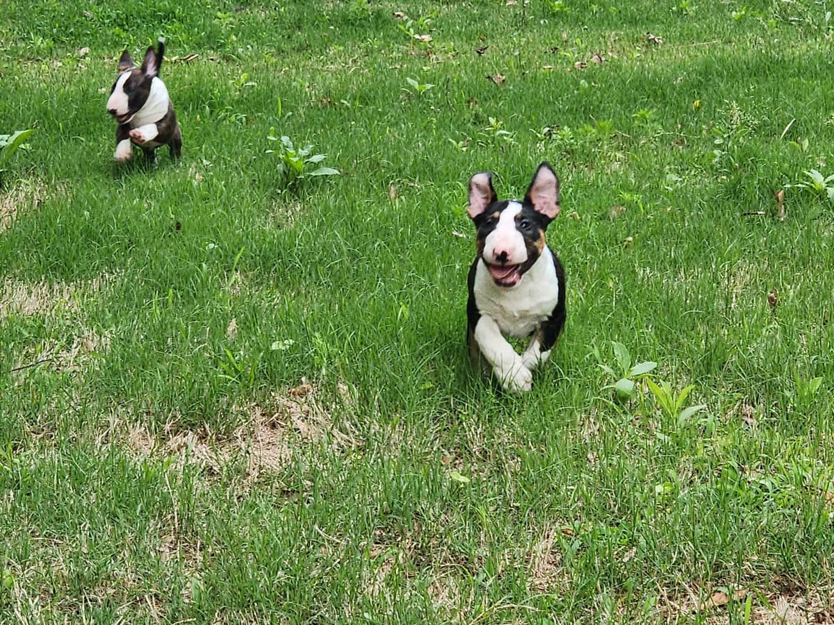 Bull Terrier Puppies breeder image 11