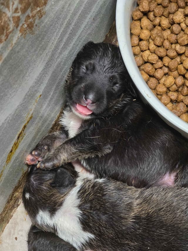Bull Terrier Puppies media 15