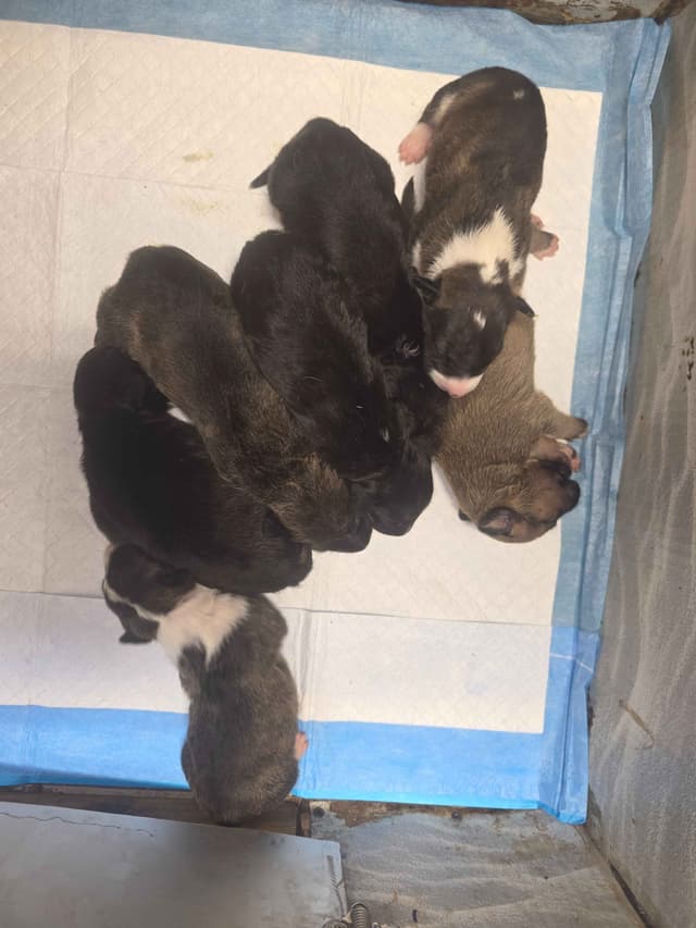 Bull Terrier Puppies media 16