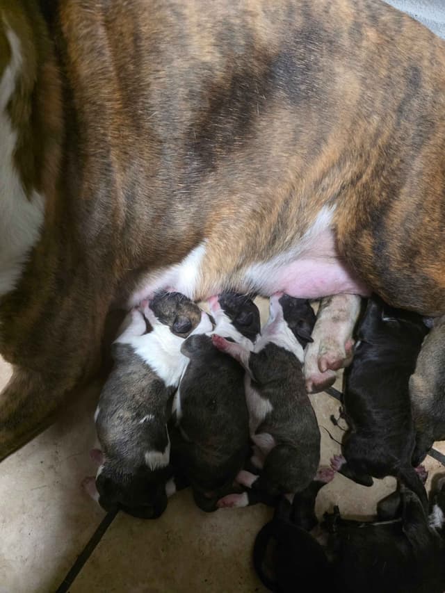 Bull Terrier Puppies media 17