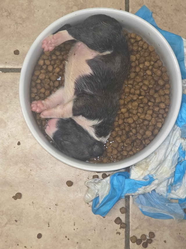 Bull Terrier Puppies media 18