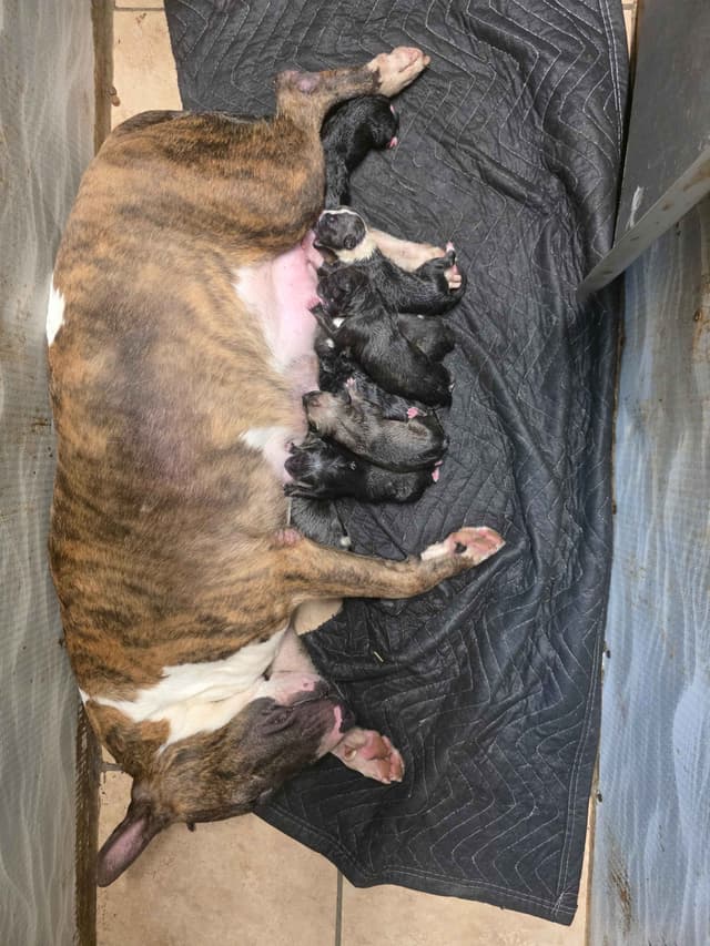 Bull Terrier Puppies media 19