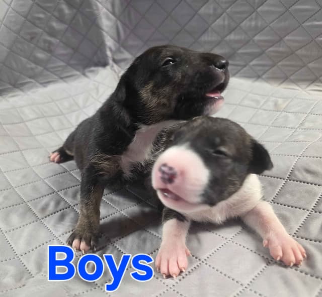Bull Terrier Puppies media 13