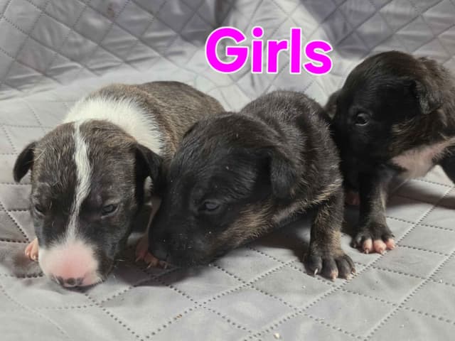 Bull Terrier Puppies media 23