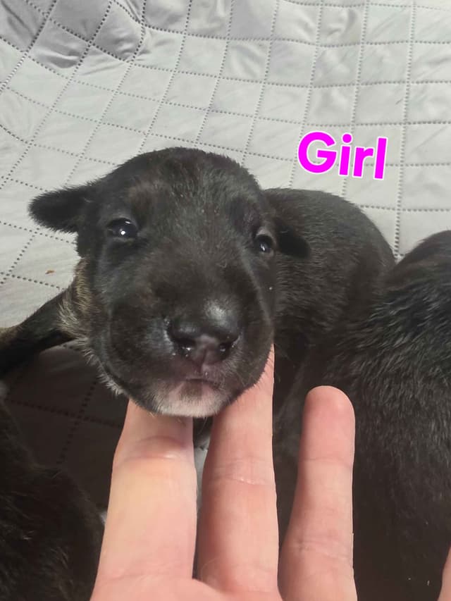 Bull Terrier Puppies media 24