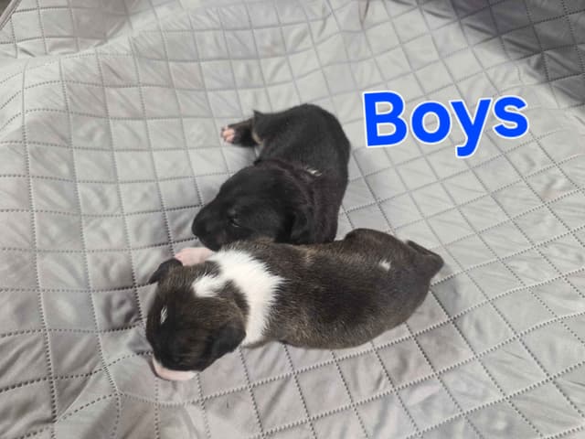 Bull Terrier Puppies media 21