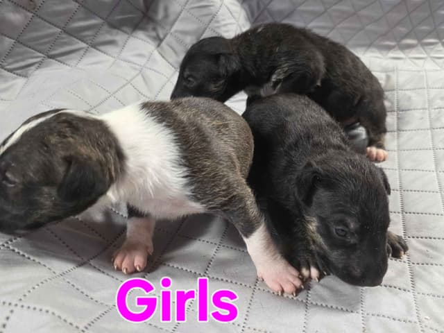 Bull Terrier Puppies media 20