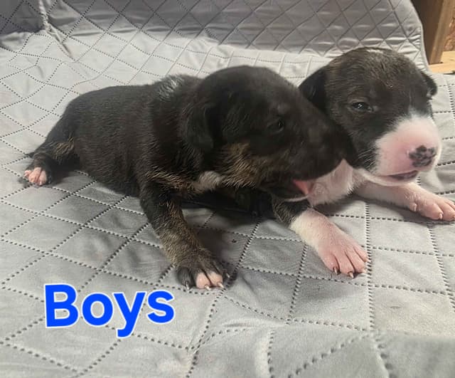 Bull Terrier Puppies media 26