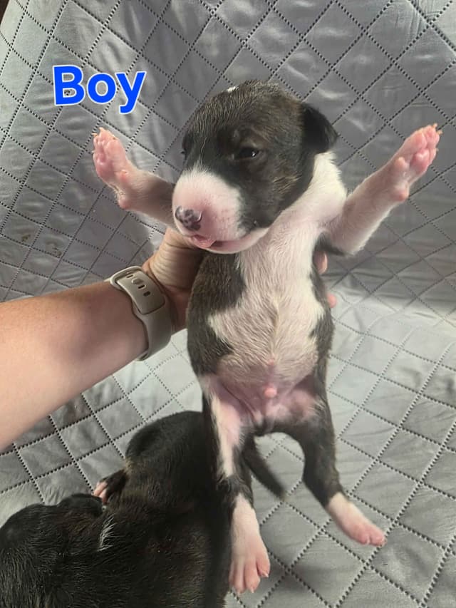 Bull Terrier Puppies media 25