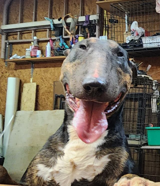Bull Terrier Puppies media 28