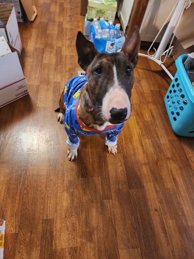 Bull Terrier Puppies media 29