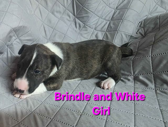 Bull Terrier Puppies media 4