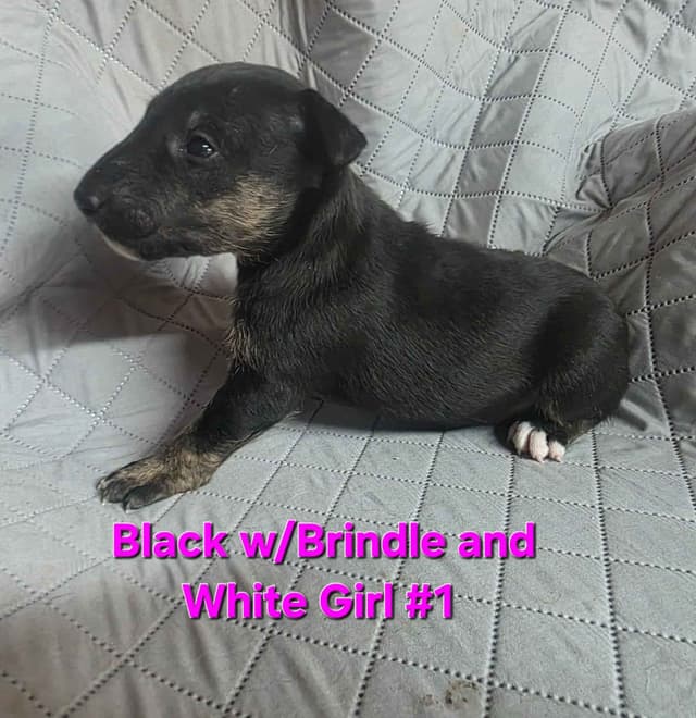 Bull Terrier Puppies media 5
