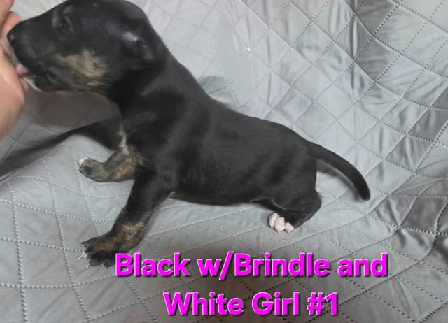 Bull Terrier Puppies media 6