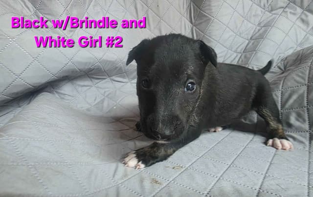 Bull Terrier Puppies media 8