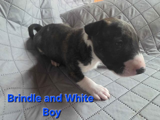 Bull Terrier Puppies media 9