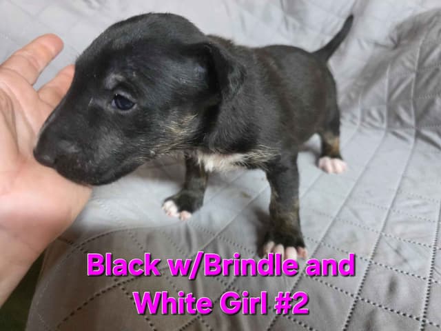Bull Terrier Puppies media 11