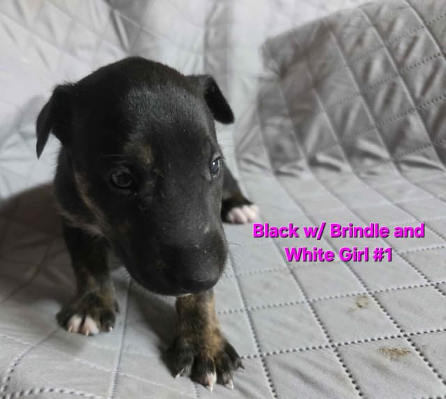 Bull Terrier Puppies media 7