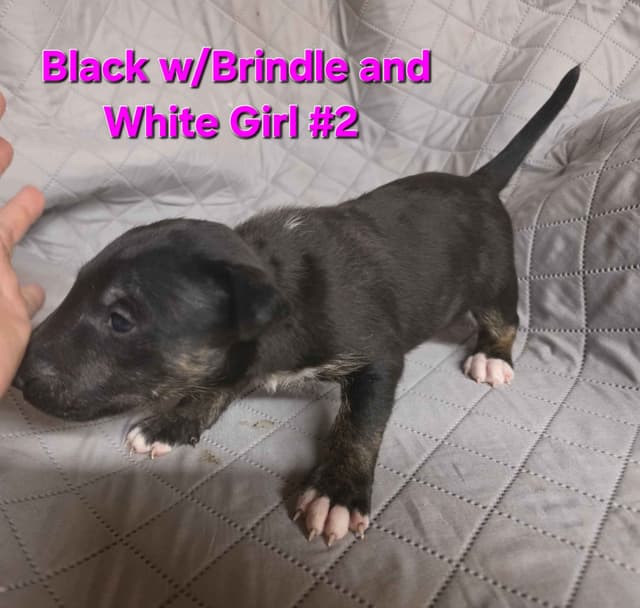 Bull Terrier Puppies media 12