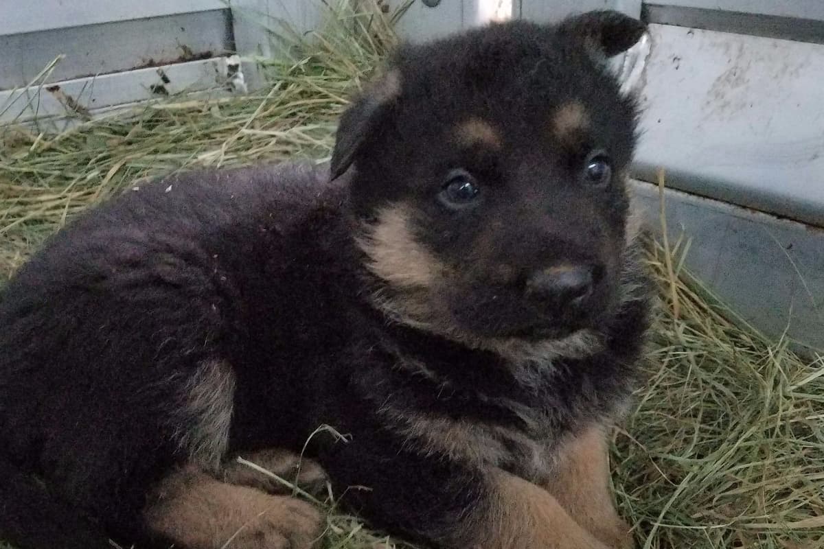 German Shepherd Dog Puppies breeder image 2