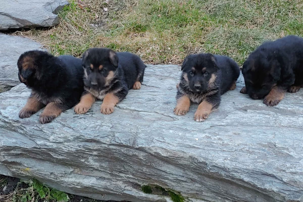 German Shepherd Dog Puppies breeder image 4