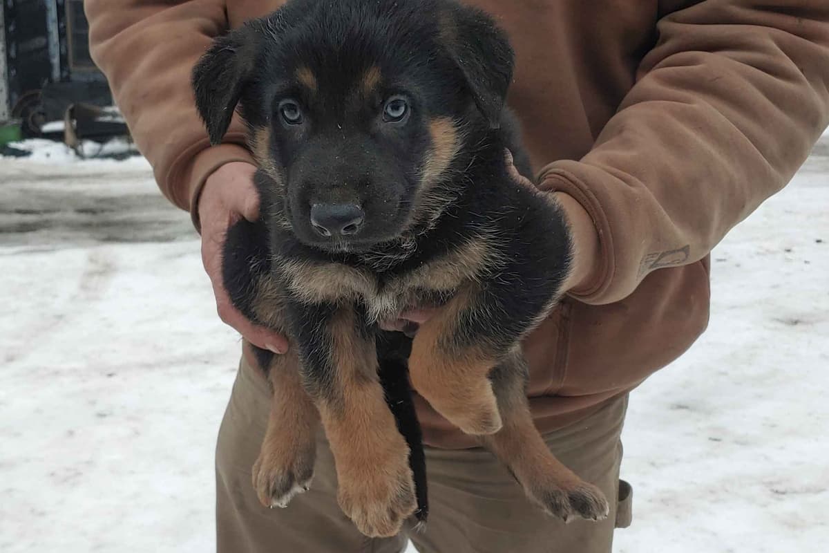 German Shepherd Dog Puppies breeder image 5