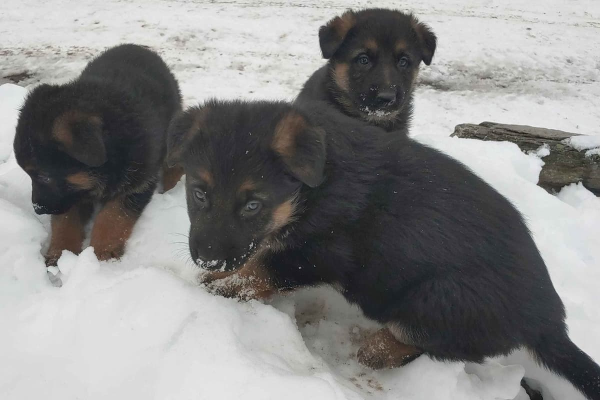 German Shepherd Dog Puppies breeder image 6