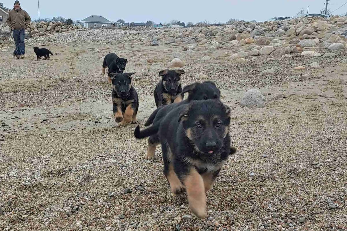 German Shepherd Dog Puppies breeder image 3