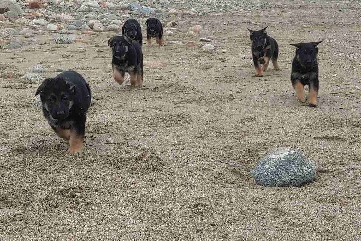 German Shepherd Dog Puppies breeder image 7
