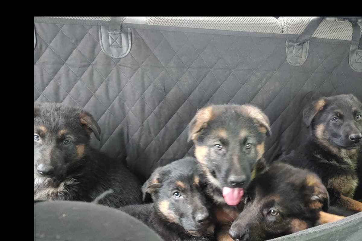 German Shepherd Dog Puppies breeder image 8