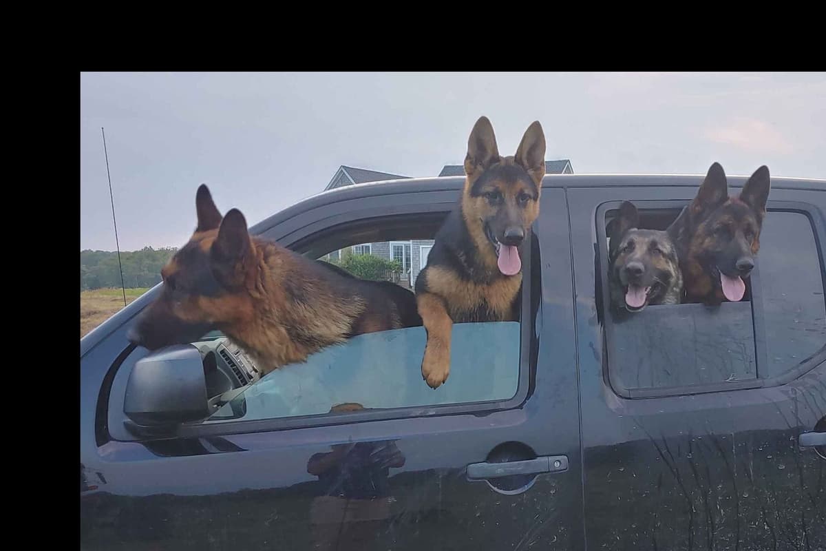 German Shepherd Dog Puppies breeder image 9