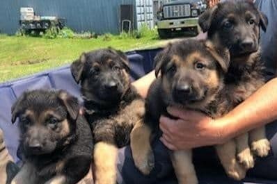German Shepherd Dog Puppies breeder image 10
