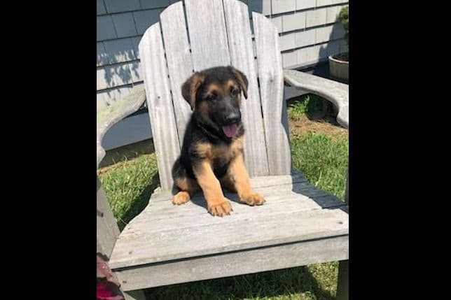 German Shepherd Dog Puppies breeder image 12