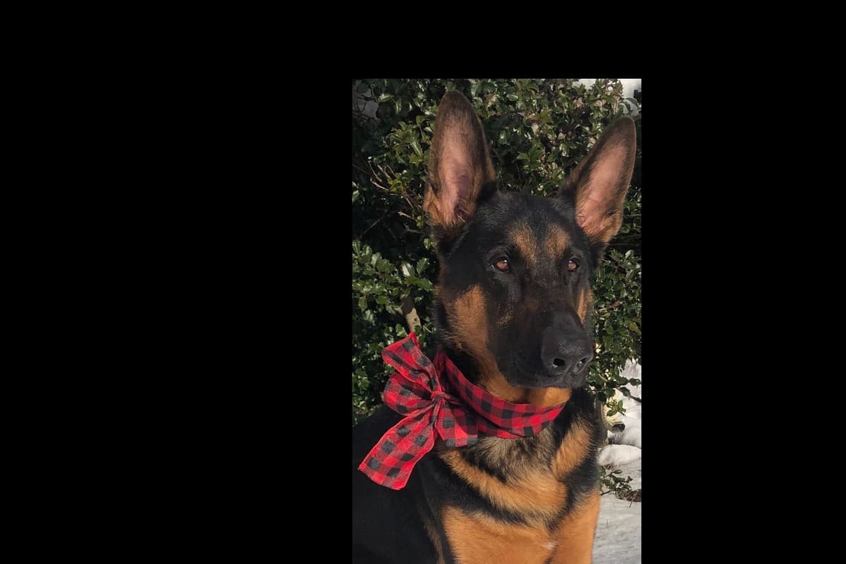 German Shepherd Dog Puppies breeder image 14