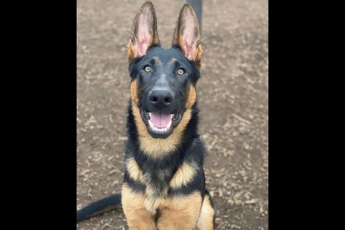 German Shepherd Dog Puppies breeder image 15