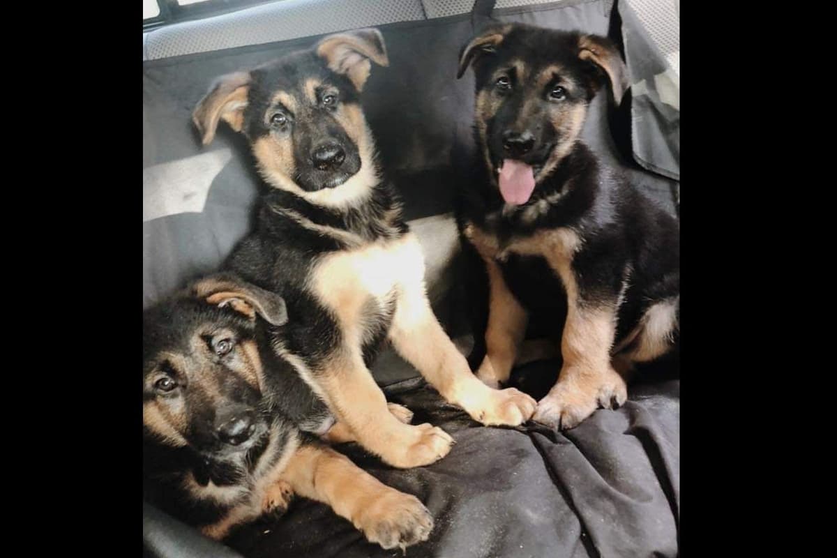 German Shepherd Dog Puppies breeder image 16