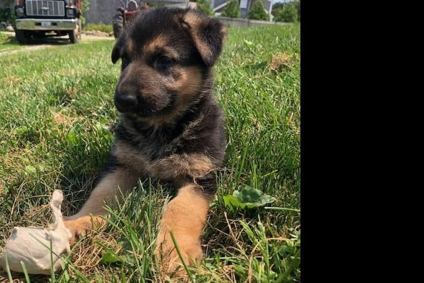 German Shepherd Dog Puppies breeder image 17